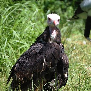 White-headed vulture (Trigonoceps occipitalis), 2022-06-28