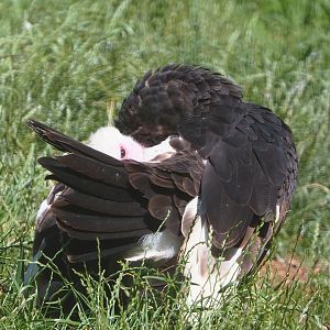 White-headed vulture (Trigonoceps occipitalis), 2022-06-28