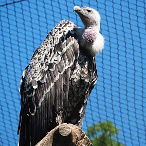 Rüppell's griffon vulture (Gyps rueppelli rueppelli), 2022-06-28