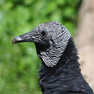 American black vulture (Coragyps atratus), 2022-06-28