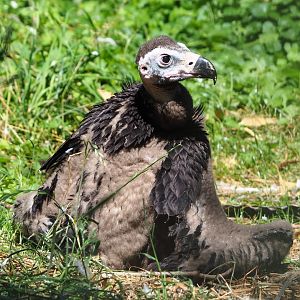 Juvenile Cinereous vulture (Aegypius monachus), 2022-06-28
