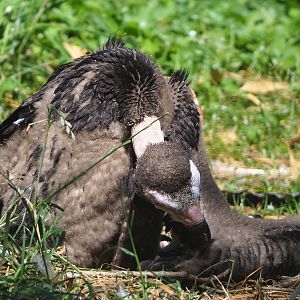 Juvenile Cinereous vulture (Aegypius monachus), 2022-06-28
