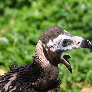 Juvenile Cinereous vulture (Aegypius monachus), 2022-06-28