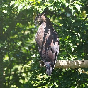 Long-crested eagle (Lophaetus occipitalis), 2022-06-28