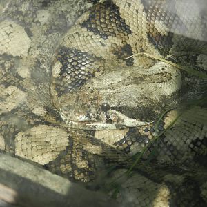 Boa - Parque Zoológico Huachipa