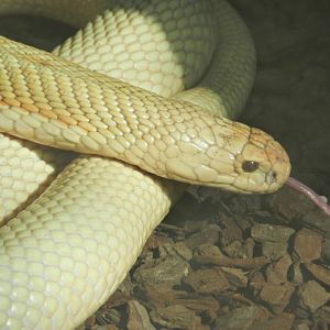 Monocled cobra - Parque Zoológico Huachipa