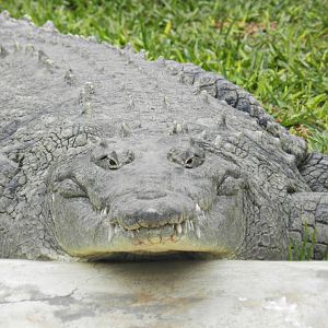 American crocodile - Parque Zoológico Huachipa