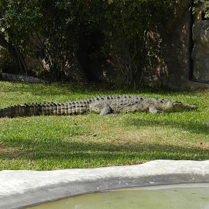 American crocodile - Parque Zoológico Huachipa