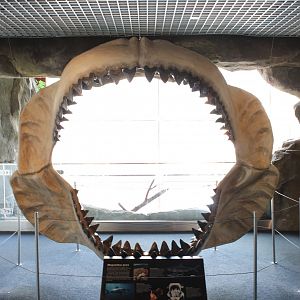 Megalodon (Otodus megalodon)