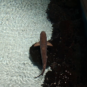 Blacktip reef shark (Carcharhinus melanopterus)