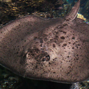 Round ribbontail ray (Taeniurops meyeni)