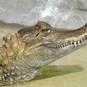 Spectacled caiman - Parque Zoológico Huachipa