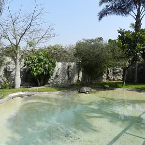 Spectacled caiman exhibit - Parque Zoológico Huachipa