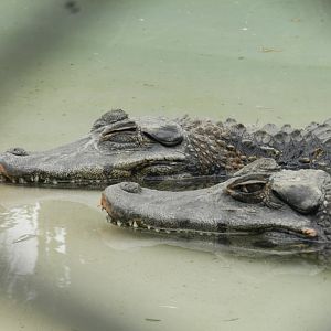 Black caiman - Parque Zoológico Huachipa