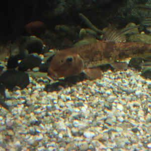 Northern hogsucker (Hypentelium nigricans)