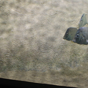 Lookdown (Selene vomer)