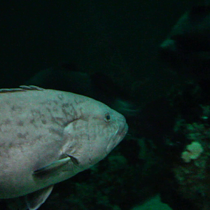 Gag grouper (Mycteroperca microlepis)