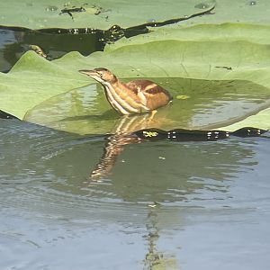 Least Bittern