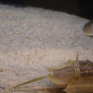 Atlantic horseshoe crab (Limulus polyphemus)
