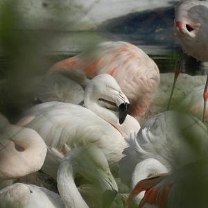 Chilean flamingo - Parque Zoológico Huachipa