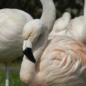 Chilean flamingo - Parque Zoológico Huachipa