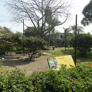 Indian peafowl aviary - Parque Zoológico Huachipa