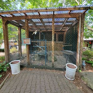 Lupa Zoo - Cockatoos