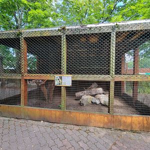 Lupa Zoo - Laughing kookaburra