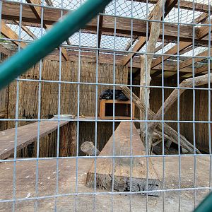 Lupa Zoo - Binturong