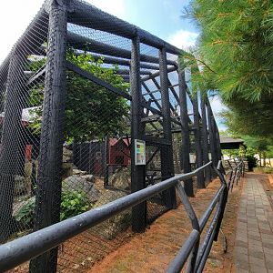 Lupa Zoo - Common brown lemur