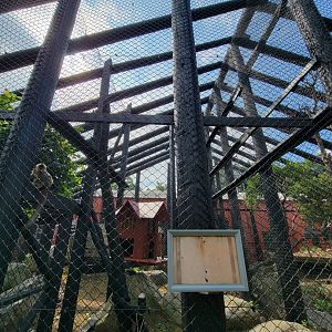 Lupa Zoo - Common brown lemur