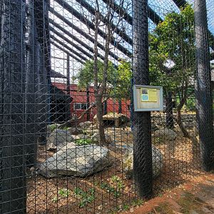 Lupa Zoo - Ringtailed lemurs