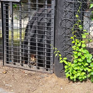 Lupa Zoo - Asiatic black bear