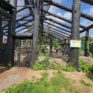 Lupa Zoo - Asiatic black bear