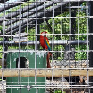 Lupa Zoo - Scarlet macaw