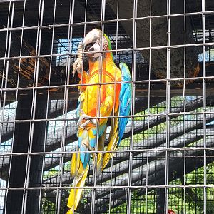 Lupa Zoo - Hybrid macaw