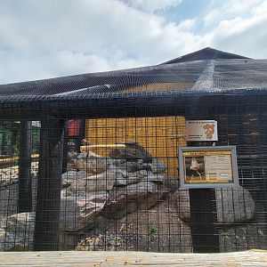 Lupa Zoo - Patas monkeys