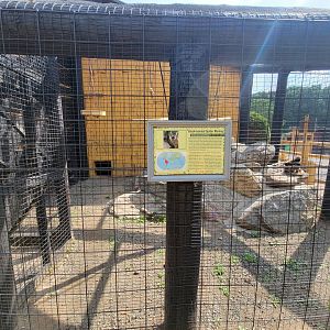 Lupa Zoo - Black-handed spider monkey