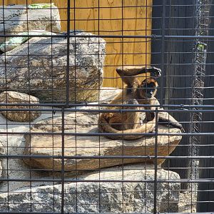 Lupa Zoo - Black-handed spider monkey