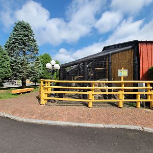 Lupa Zoo - Black-handed spider monkey