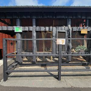 Lupa Zoo - Common marmosets, signed as cotton-top