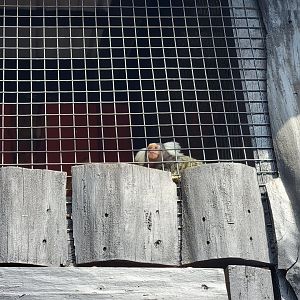 Lupa Zoo - Common marmosets, signed as cotton-top