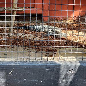 Lupa Zoo - Unsigned Argentine black&white tegu under marmosets