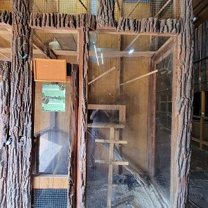 Lupa Zoo - Southern tamandua