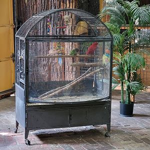 Lupa Zoo - Red lory, green-cheeked conure?