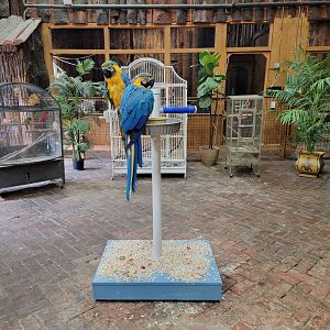 Lupa Zoo - Blue & gold macaws