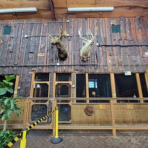 Lupa Zoo - Indoors for lemurs