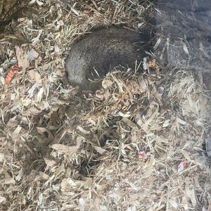 Lupa Zoo - Some sort of ground squirrel