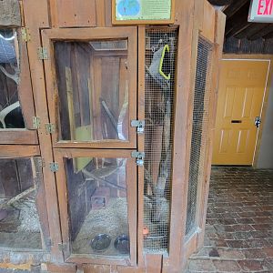 Lupa Zoo - Chinchilla