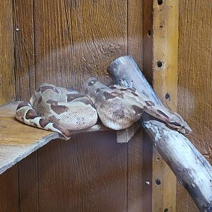 Lupa Zoo - Boa constrictor